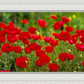 Plate 2 - Poppies in Abundance