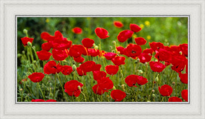 Plate 2 - Poppies in Abundance