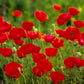 Plate 2 - Poppies in Abundance