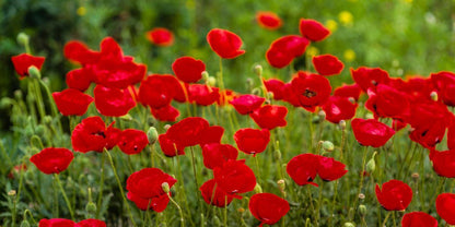 Plate 2 - Poppies in Abundance