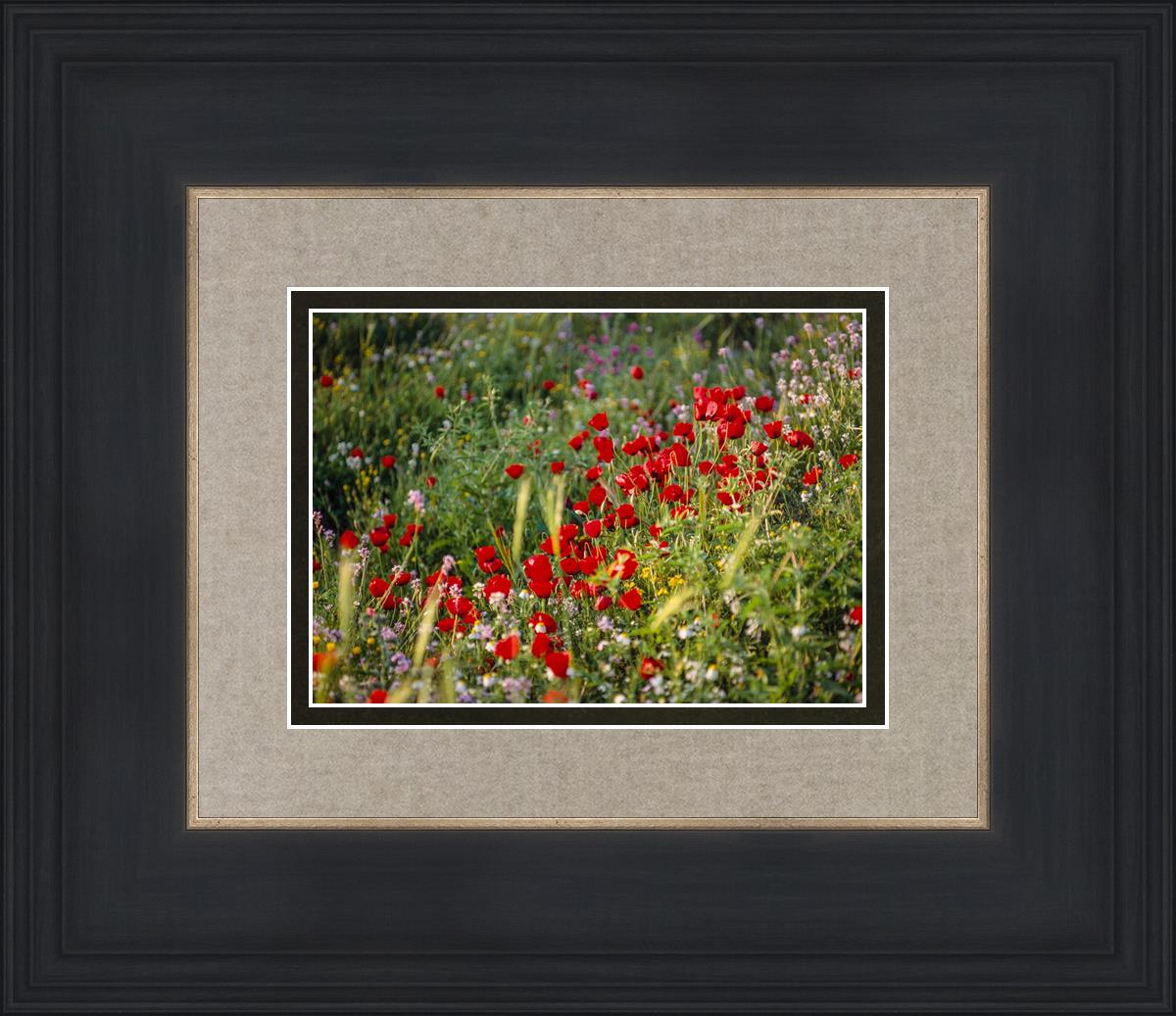 Plate 3 - Poppy Mix Judean Wilderness