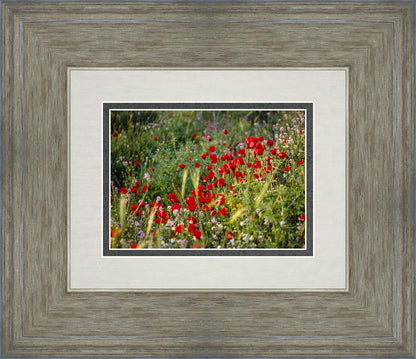 Plate 3 - Poppy Mix Judean Wilderness