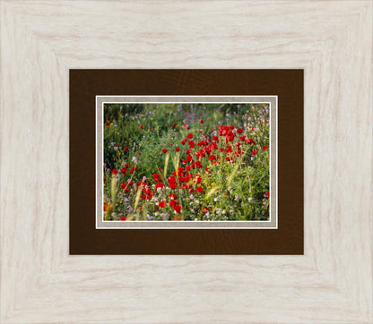 Plate 3 - Poppy Mix Judean Wilderness