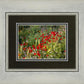 Plate 3 - Poppy Mix Judean Wilderness