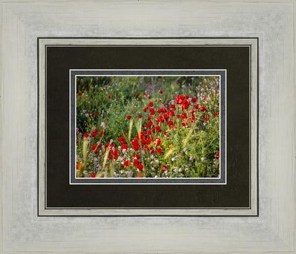 Plate 3 - Poppy Mix Judean Wilderness