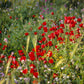 Plate 3 - Poppy Mix Judean Wilderness