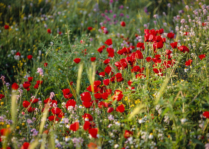 Plate 3 - Poppy Mix Judean Wilderness