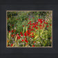 Plate 3 - Poppy Mix Judean Wilderness
