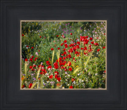 Plate 3 - Poppy Mix Judean Wilderness