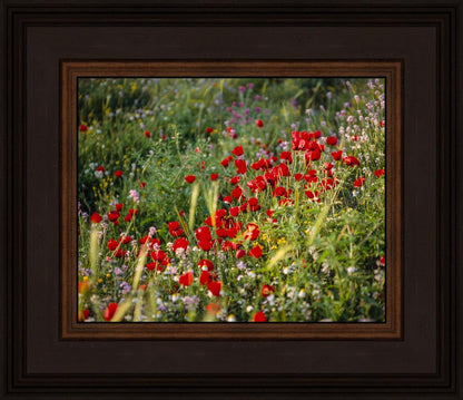 Plate 3 - Poppy Mix Judean Wilderness