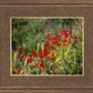 Plate 3 - Poppy Mix Judean Wilderness