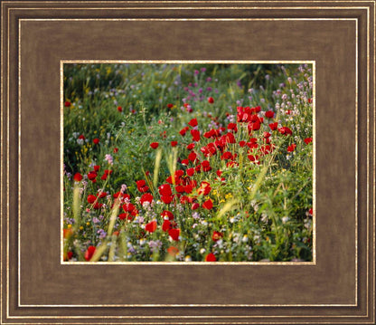 Plate 3 - Poppy Mix Judean Wilderness
