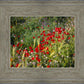 Plate 3 - Poppy Mix Judean Wilderness