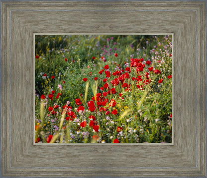 Plate 3 - Poppy Mix Judean Wilderness