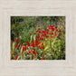 Plate 3 - Poppy Mix Judean Wilderness