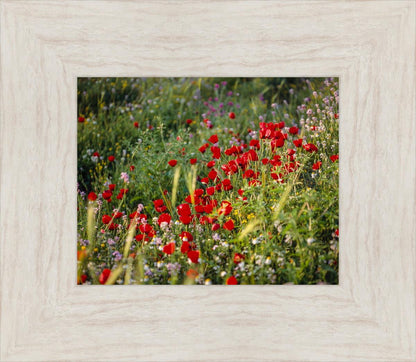 Plate 3 - Poppy Mix Judean Wilderness