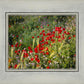 Plate 3 - Poppy Mix Judean Wilderness
