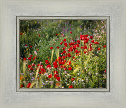 Plate 3 - Poppy Mix Judean Wilderness