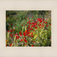 Plate 3 - Poppy Mix Judean Wilderness