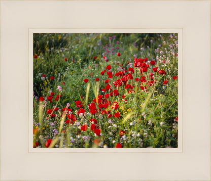 Plate 3 - Poppy Mix Judean Wilderness