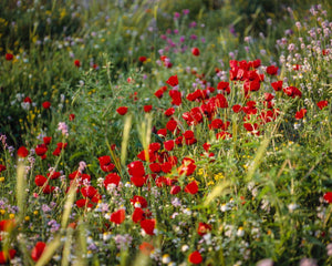 Plate 3 - Poppy Mix Judean Wilderness