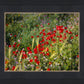 Plate 3 - Poppy Mix Judean Wilderness
