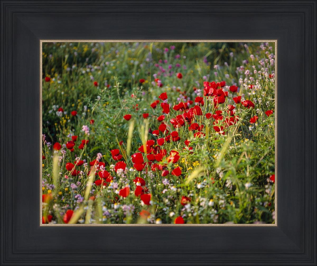 Plate 3 - Poppy Mix Judean Wilderness