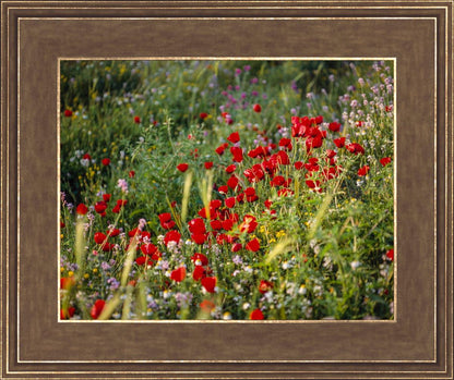 Plate 3 - Poppy Mix Judean Wilderness