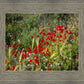 Plate 3 - Poppy Mix Judean Wilderness