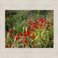 Plate 3 - Poppy Mix Judean Wilderness
