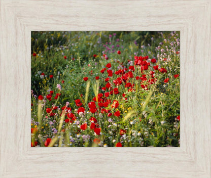 Plate 3 - Poppy Mix Judean Wilderness