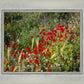 Plate 3 - Poppy Mix Judean Wilderness