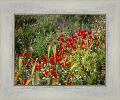 Plate 3 - Poppy Mix Judean Wilderness