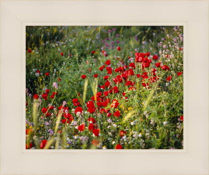 Plate 3 - Poppy Mix Judean Wilderness