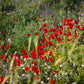Plate 3 - Poppy Mix Judean Wilderness