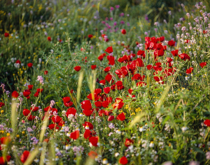 Plate 3 - Poppy Mix Judean Wilderness