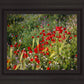 Plate 3 - Poppy Mix Judean Wilderness