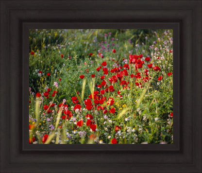 Plate 3 - Poppy Mix Judean Wilderness