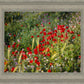 Plate 3 - Poppy Mix Judean Wilderness