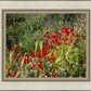 Plate 3 - Poppy Mix Judean Wilderness