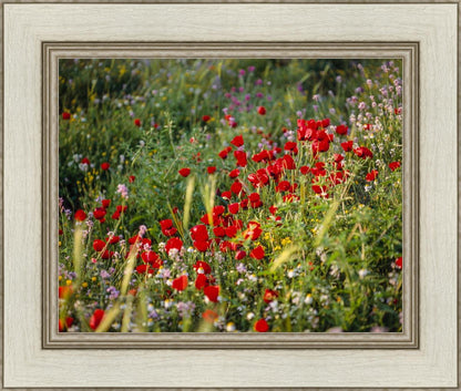 Plate 3 - Poppy Mix Judean Wilderness