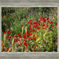 Plate 3 - Poppy Mix Judean Wilderness