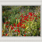 Plate 3 - Poppy Mix Judean Wilderness