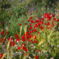 Plate 3 - Poppy Mix Judean Wilderness