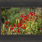 Plate 3 - Poppy Mix Judean Wilderness
