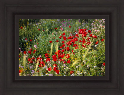 Plate 3 - Poppy Mix Judean Wilderness