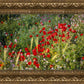 Plate 3 - Poppy Mix Judean Wilderness