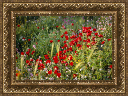 Plate 3 - Poppy Mix Judean Wilderness