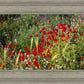 Plate 3 - Poppy Mix Judean Wilderness