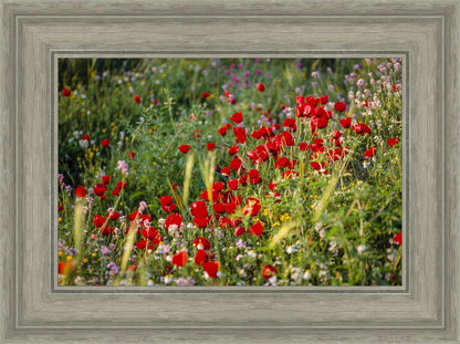 Plate 3 - Poppy Mix Judean Wilderness